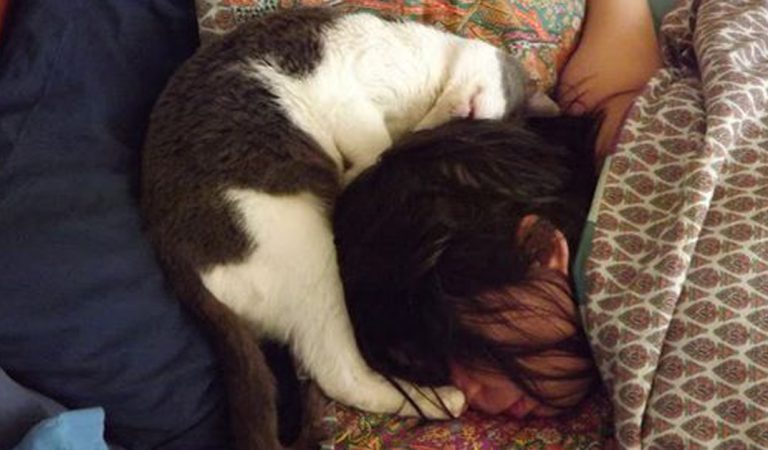 Cat Lover Should Know These Fun Trivia About Your Friend.