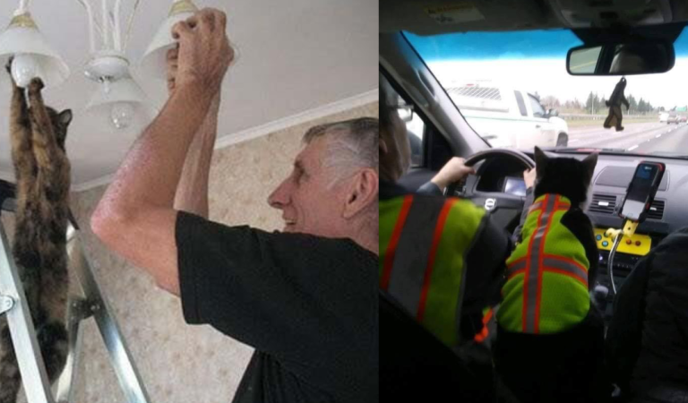 Not all cats are lazy, some cats are actually working for a living, let’s take a look!