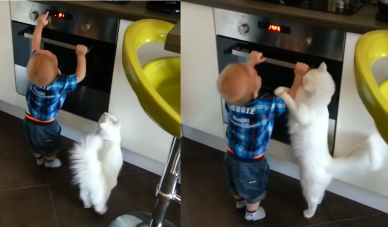 Cat protects baby boy from touching a hot stove