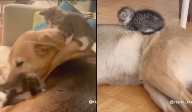 Sweet Dog helps owner take care of four stray kittens, he think they are his babies.