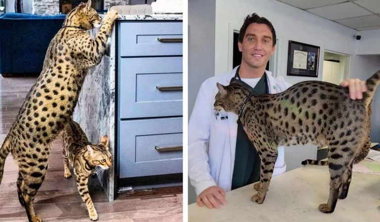 Meet Fenrir, a Savannah cat, crowned world’s tallest living domestic cat by Guinness World Records