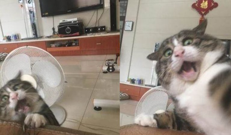 A Cat’s Funny Expression While Falling Off a Sofa; Its Reaction is Priceless When the Owner Didn’t Help A Cat’s Funny Expression While Falling Off a Sofa; Its Reaction is Priceless When the Owner Didn’t Help