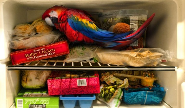 A man received a rude parrot on his birthday. A man received a rude parrot on his birthday.
