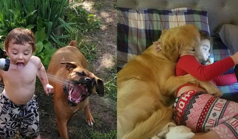 20+ Photos proving the strong bond between your dogs and your babies 20+ Photos proving the strong bond between your dogs and your babies