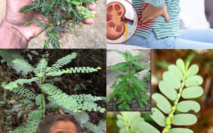 Mimosa Pudica: Pros and Cons of The Sensitive Plant You Should Know Before Use