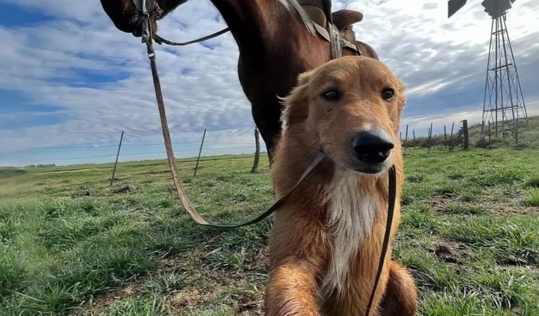 My Farm Dog Came Back With A Horse—And A Mystery I Didn’t Expect My Farm Dog Came Back With A Horse—And A Mystery I Didn’t Expect