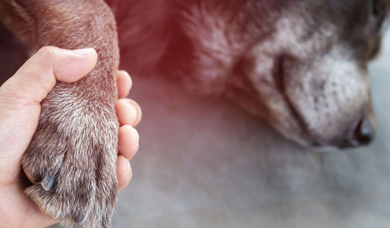 11 Heartbreaking Signs Your Dog Is Nearing the End