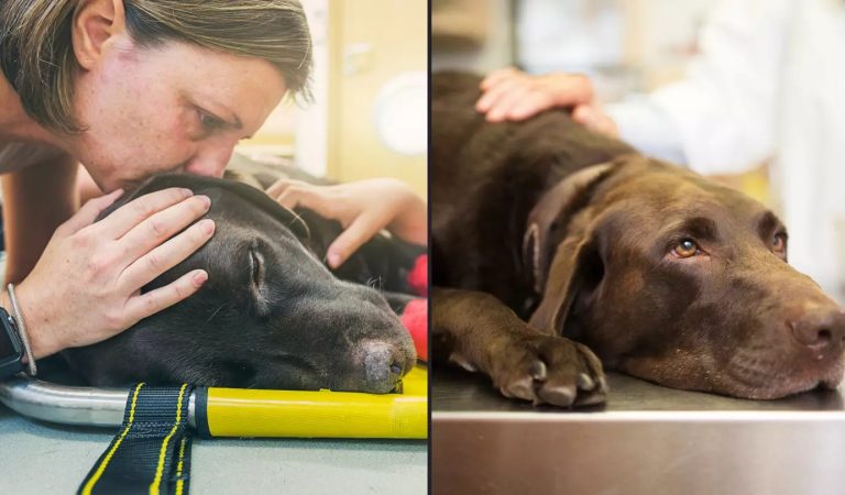Heartbreaking signs that your dog is about to die Heartbreaking signs that your dog is about to die