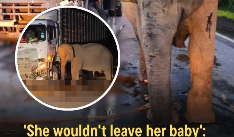 Grieving mother elephant refuses to budge, stands for hours by her calf k!lled by a truck