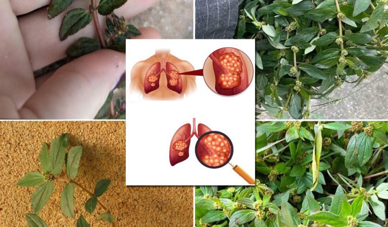 7 Surprising Benefits of Euphorbia Hirta 7 Surprising Benefits of Euphorbia Hirta
