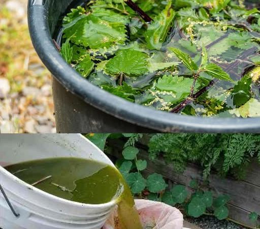 The Importance of Nettle Fertilizer and Insecticide: Making and Using Them in Your Garden The Importance of Nettle Fertilizer and Insecticide: Making and Using Them in Your Garden