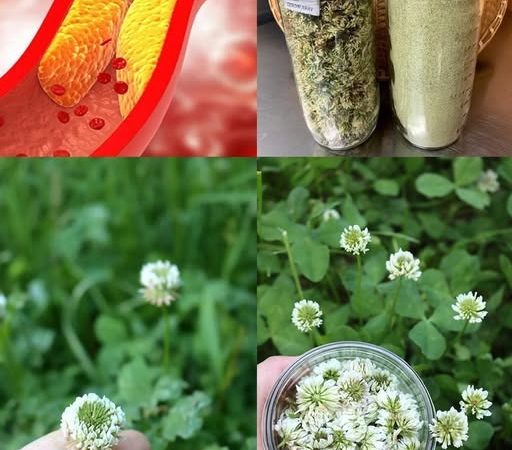 White Clover (Trifolium repens): 15 Benefits and Homemade Uses