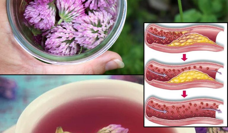 Red Clover: 15 Amazing Benefits and How to Use This Healing Herb