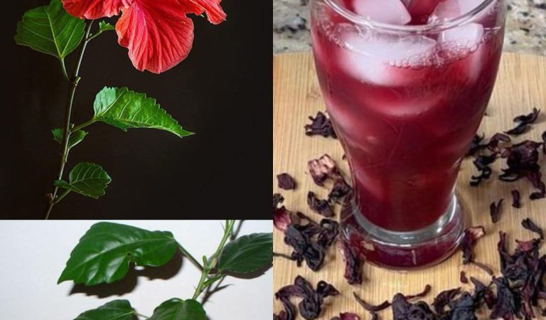 Hibiscus Leaves and Flowers: Benefits and Homemade Uses