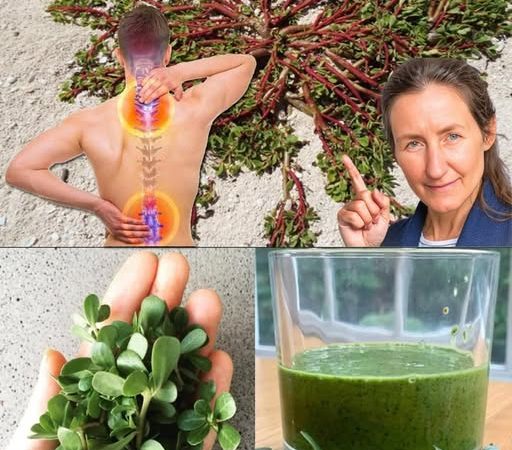 8 Secret Powers Of Purslane: Why You Should Keep This Plant In Your Garden 8 Secret Powers Of Purslane: Why You Should Keep This Plant In Your Garden
