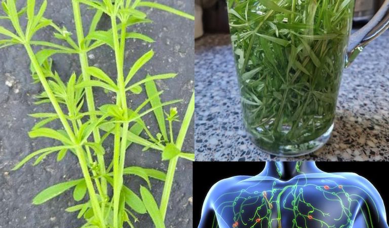 Cleavers (Galium aparine): The Herbal Remedy for Detox and Lymphatic Health Cleavers (Galium aparine): The Herbal Remedy for Detox and Lymphatic Health