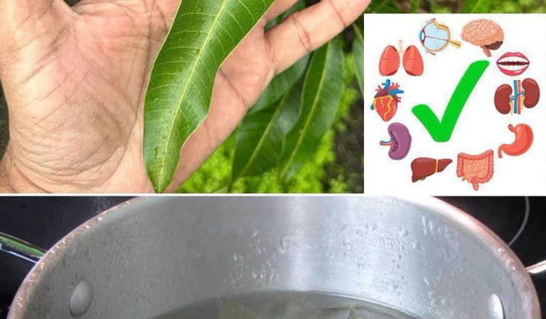 The Hidden Power of Mango Leaves: 30 Benefits and Homemade Uses