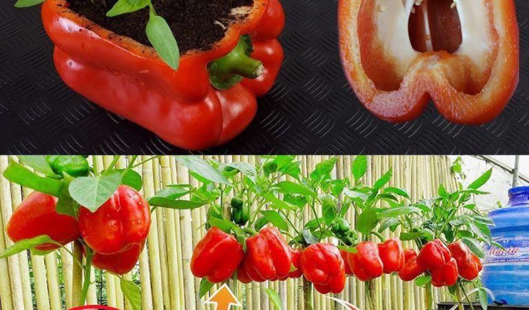 How to Grow Peppers at Home: The Secret to Having Abundant Production