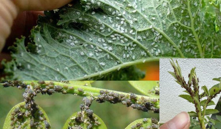 Banishing Aphids and Scale Insects Naturally: Simple and Effective Solutions for Your Plants