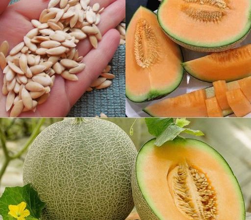 Don’t Toss Those Melon Seeds! Discover Their Surprising Health Benefits + A Simple Tea Recipe