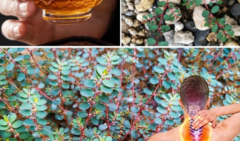 Euphorbia Thymifolia: The Tiny Herb with Gentle, Time-Tested Benefits