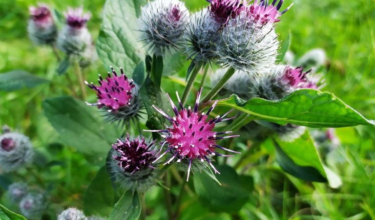 This Powerful Plant Can Support Your Health: Discover the Benefits of Burdock Root This Powerful Plant Can Support Your Health: Discover the Benefits of Burdock Root