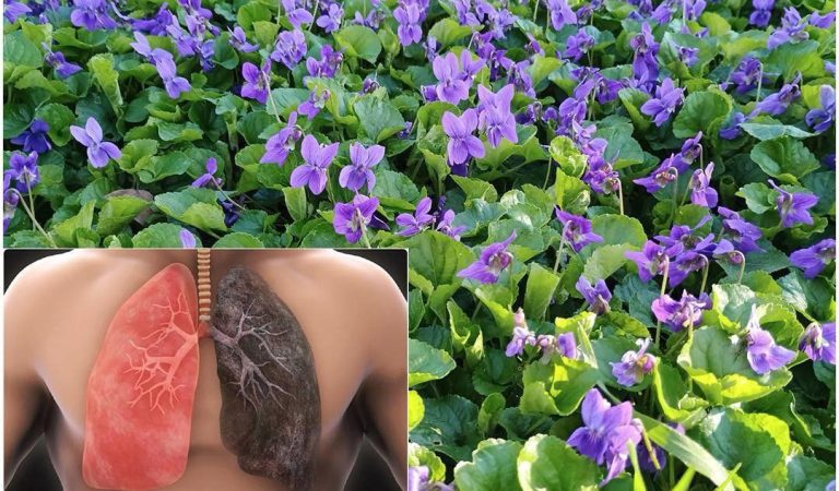 Sweet Violet (Viola odorata): Hidden gem in the world of natural remedies Sweet Violet (Viola odorata): Hidden gem in the world of natural remedies