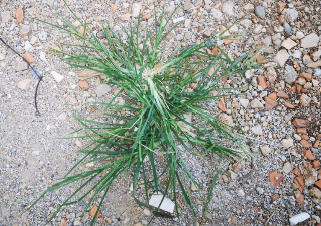 The Healing Power of Goose Grass – A Backyard Miracle for Over 10 Ailments