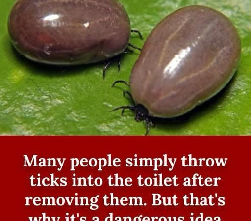 How to Safely Remove a Tick How to Safely Remove a Tick