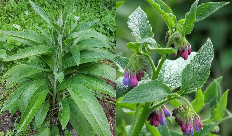 The Incredible Benefits of Common Comfrey: Uses, Remedies, and Precautions