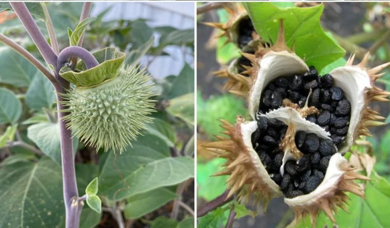 This Plant grows in most yards, but most people have no idea how DANGEROUS it is… This Plant grows in most yards, but most people have no idea how DANGEROUS it is…