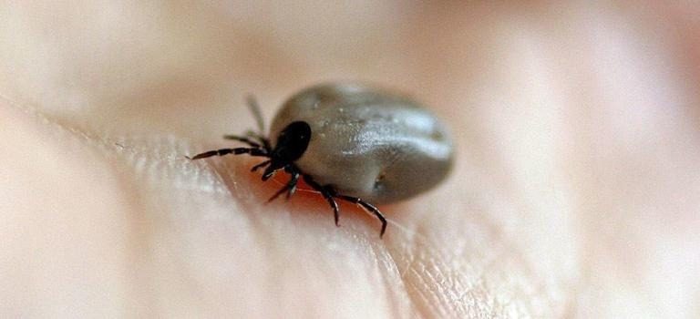 How To Properly Dispose of Ticks How To Properly Dispose of Ticks