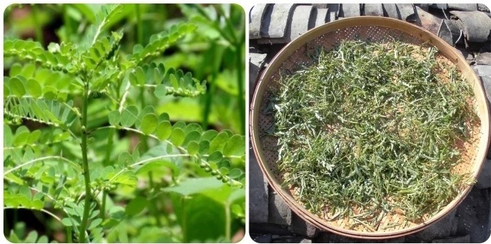 Stone Breaker (Phyllanthus niruri): A Miracle Herb with 25 Benefits and Uses