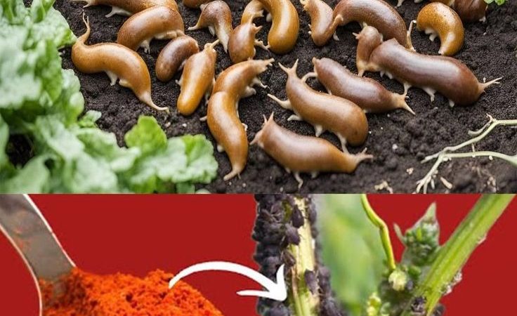 Natural Pest Control: Using Hot Red Pepper to Repel Aphids and Snails