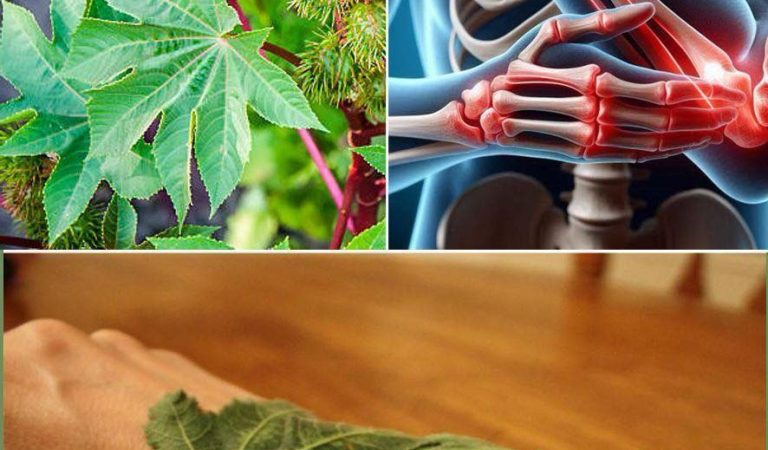 Powerful Benefits of Castor Leaves That You May Not Know