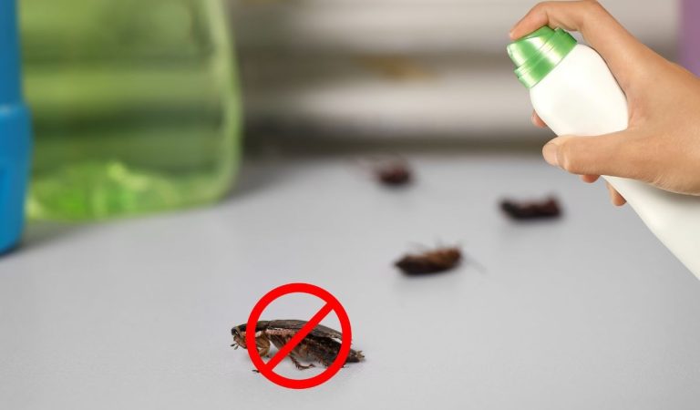 Say Goodbye to Flies, Mosquitoes, and Cockroaches Forever with These Simple Homemade Remedies