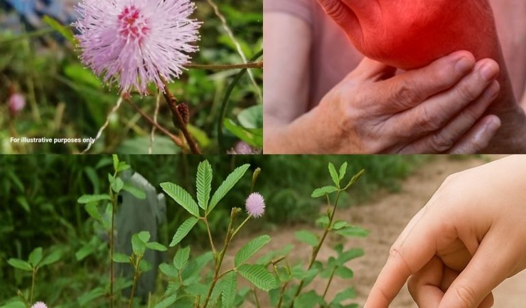 Mimosa Pudica: The Sensitive Plant With Powerful Health Benefits