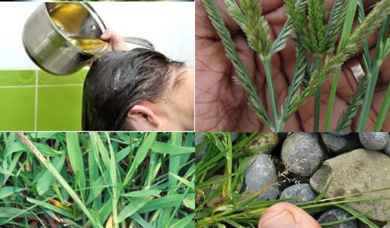 Discover the Power of Crabgrass: A Surprising Superfood with Remarkable Health Benefits