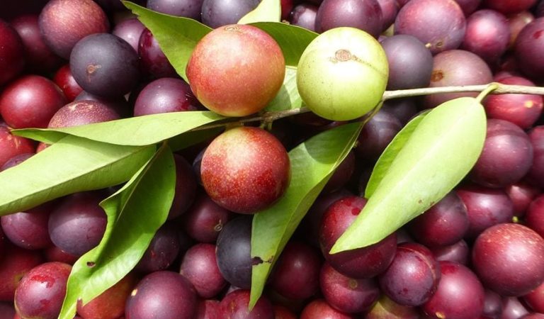 Scientists find a berry that can c0mbat can.cer diabetes and obesity