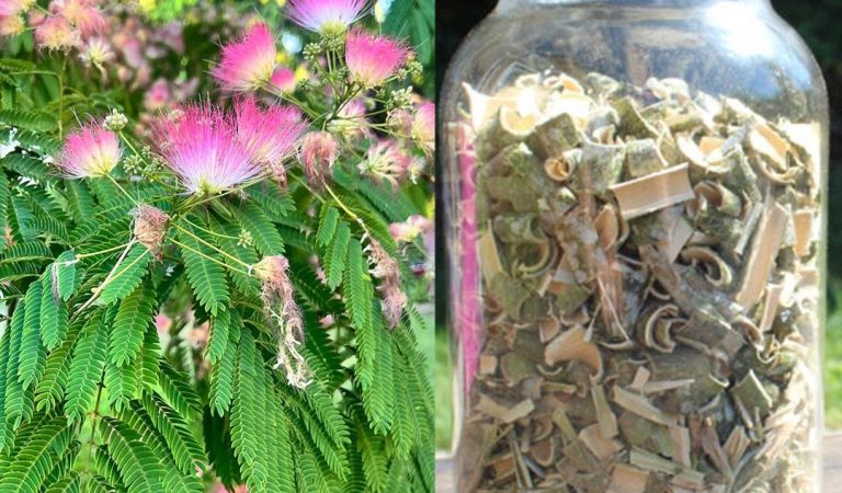 Albizia Julibrissin Explained: Why Its Bark, Blossoms & Leaves Are Gaining Attention