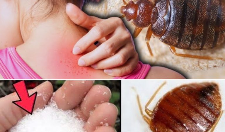 Bed Bugs Hate This! How Diatomaceous Earth and Cloves Can Wipe Them Out Bed Bugs Hate This! How Diatomaceous Earth and Cloves Can Wipe Them Out